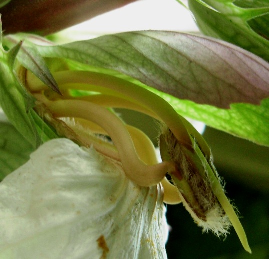 Acanthus mollis